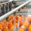 Fruit and vegetable washing and sorting machine